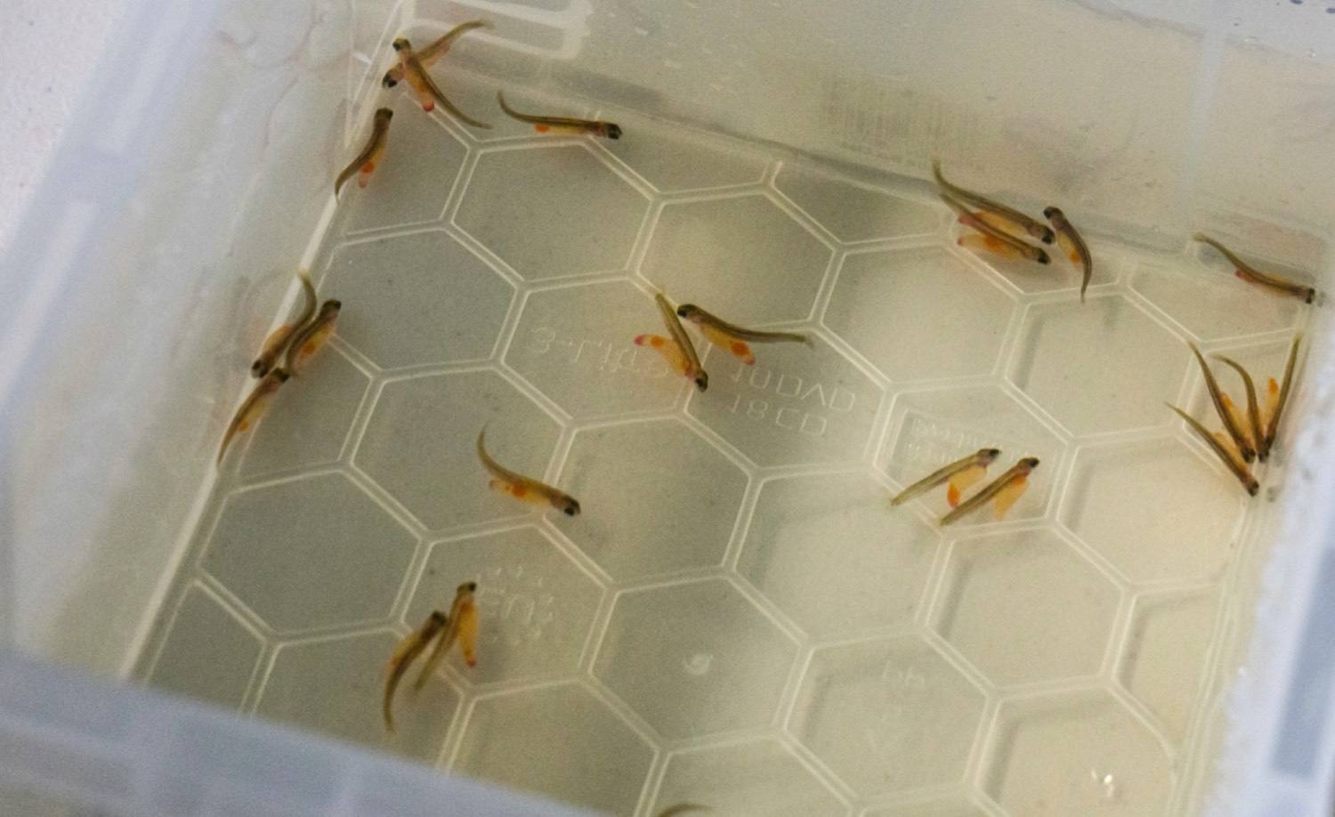 Young salmon in freshwater tanks