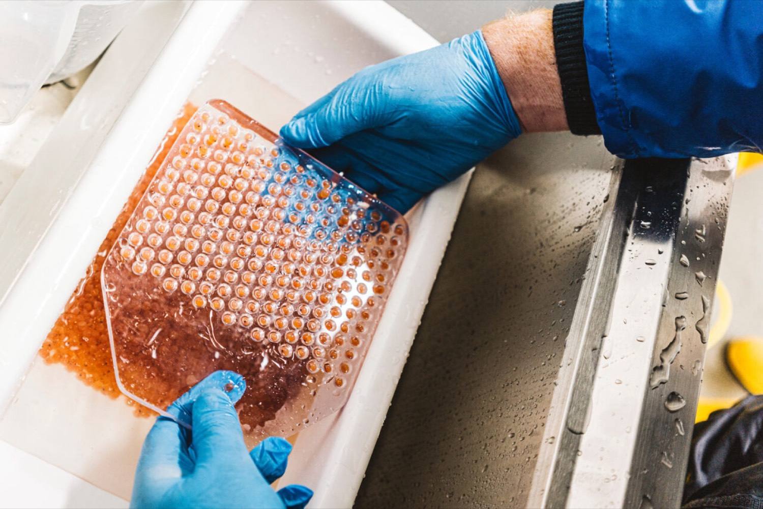 Salmon eggs being inspected at the hatchery