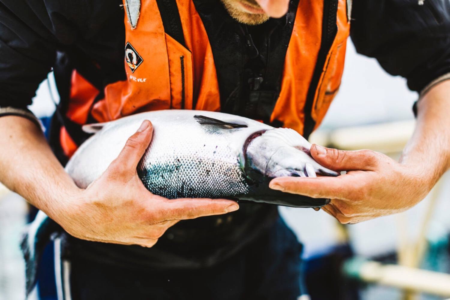 A farmer holding a salmon for a health check